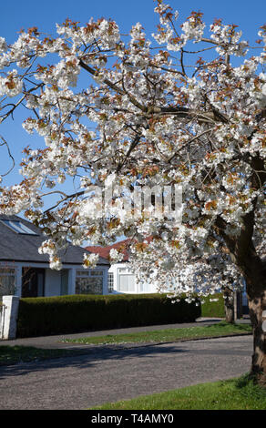 Bianco Ciliegio blossom fioritura a ovest di Princes Street, Helensburgh, Scozia Foto Stock