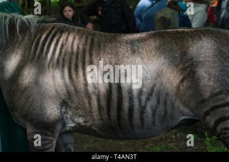 Close up Zulu il zorse, un incrocio tra una zebra stallone e cavallo mare. Zulu madre era un Arabo grigio e suo padre concede una zebra. Foto Stock
