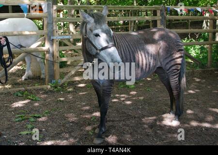 Rebecca Townsend con Zulu il zorse, un incrocio tra una zebra stallone e cavallo mare. Zulu madre era un Arabo grigio e suo padre concede una zebra. Foto Stock