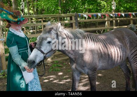 Rebecca Townsend con Zulu il zorse, un incrocio tra una zebra stallone e cavallo mare. Zulu madre era un Arabo grigio e suo padre concede una zebra. Foto Stock