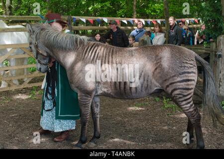 Rebecca Townsend con Zulu il zorse, un incrocio tra una zebra stallone e cavallo mare. Zulu madre era un Arabo grigio e suo padre concede una zebra. Foto Stock