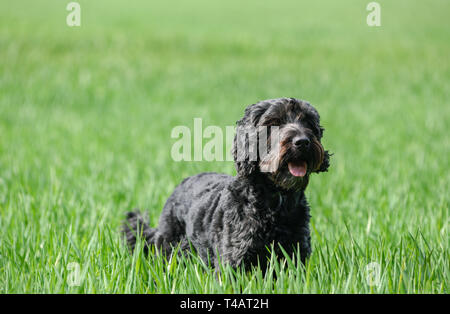Maschio nero Cockapoo cane in un campo verde. Foto Stock