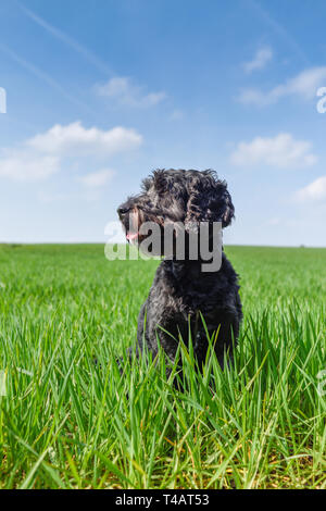 Maschio nero Cockapoo cane in un campo verde. Foto Stock