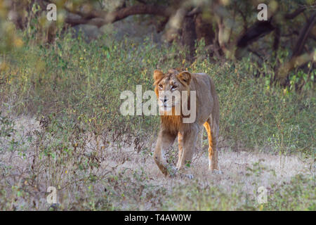 Leone asiatico o asiatici o Lion Panthera leo leo roaming maschio in Gir parco nazionale di Gujarat India Foto Stock