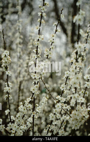 Prugnolo bush in fiore. Foto Stock
