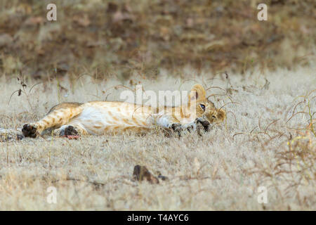 Leone asiatico o asiatici o Lion Panthera leo leo cub giocando sulla prateria a Gir parco nazionale di Gujarat India Foto Stock