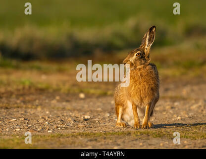 Marrone(lepre Lepus europaeus) sat in sera la luce del sole sui terreni agricoli di Norfolk. Foto Stock