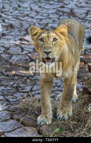 Leone asiatico o asiatici o Lion Panthera leo leo cub al Gir parco nazionale di Gujarat India Foto Stock