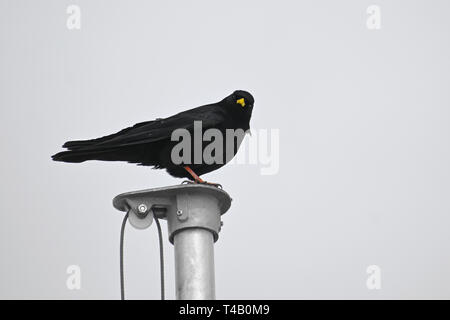 Gracchio alpino o giallo-fatturate (CHOUGH Pyrrhocorax graculus), un uccello del corvo famiglia su un pennone contro un grigio chiaro cielo, spazio di copia Foto Stock