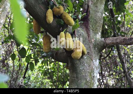 Jackfruit tree (Artocarpus heterophyllus). Brasile - giungla della Mata Atlantica (foresta pluviale atlantica) in Trindade vicino a Paraty. Foto Stock