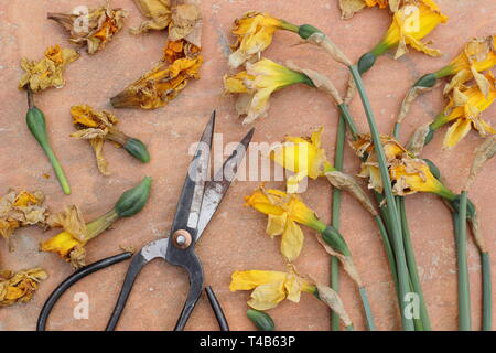 Narciso. Daffodil flowerheads rimosso mediante deadheading per permettere alla pianta di immagazzinare energia per il successivo esercizio di bloom - Molla, REGNO UNITO Foto Stock