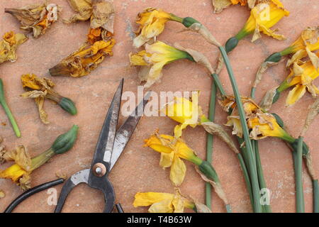 Narciso. Daffodil flowerheads rimosso mediante deadheading per permettere alla pianta di immagazzinare energia per il successivo esercizio di bloom - Molla, REGNO UNITO Foto Stock