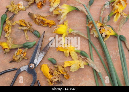 Narciso. Daffodil flowerheads rimosso mediante deadheading per permettere alla pianta di immagazzinare energia per il successivo esercizio di bloom - Molla, REGNO UNITO Foto Stock