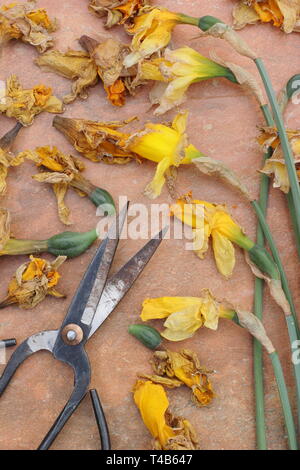 Narciso. Daffodil flowerheads rimosso mediante deadheading per permettere alla pianta di immagazzinare energia per il successivo esercizio di bloom - Molla, REGNO UNITO Foto Stock