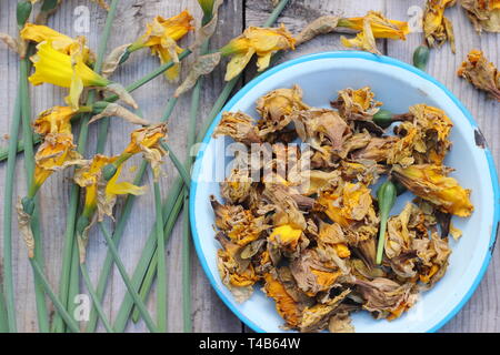 Narciso. Daffodil flowerheads rimosso mediante deadheading per permettere alla pianta di immagazzinare energia per il successivo esercizio di bloom - Molla, REGNO UNITO Foto Stock