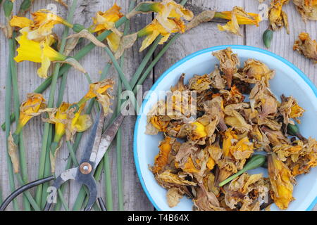 Narciso. Daffodil flowerheads rimosso mediante deadheading per permettere alla pianta di immagazzinare energia per il successivo esercizio di bloom - Molla, REGNO UNITO Foto Stock