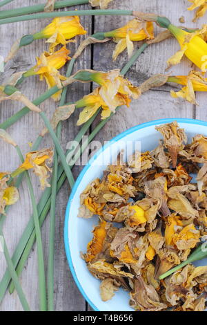 Narciso. Daffodil flowerheads rimosso mediante deadheading per permettere alla pianta di immagazzinare energia per il successivo esercizio di bloom - Molla, REGNO UNITO Foto Stock