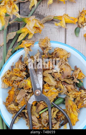 Narciso. Daffodil flowerheads rimosso mediante deadheading per permettere alla pianta di immagazzinare energia per il successivo esercizio di bloom - Molla, REGNO UNITO Foto Stock