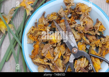 Narciso. Daffodil flowerheads rimosso mediante deadheading per permettere alla pianta di immagazzinare energia per il successivo esercizio di bloom - Molla, REGNO UNITO Foto Stock