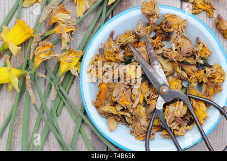 Narciso. Daffodil flowerheads rimosso mediante deadheading per permettere alla pianta di immagazzinare energia per il successivo esercizio di bloom - Molla, REGNO UNITO Foto Stock