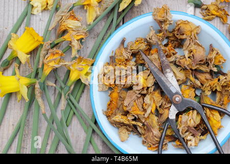 Narciso. Daffodil flowerheads rimosso mediante deadheading per permettere alla pianta di immagazzinare energia per il successivo esercizio di bloom - Molla, REGNO UNITO Foto Stock