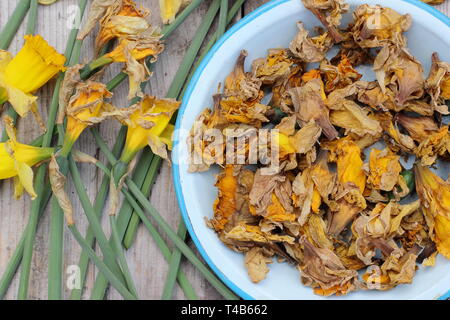 Narciso. Daffodil flowerheads rimosso mediante deadheading per permettere alla pianta di immagazzinare energia per il successivo esercizio di bloom - Molla, REGNO UNITO Foto Stock