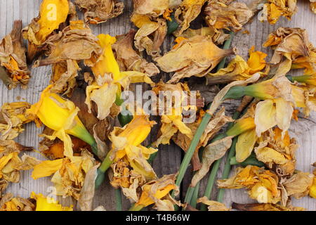 Narciso. Daffodil flowerheads rimosso mediante deadheading per permettere alla pianta di immagazzinare energia per il successivo esercizio di bloom - Molla, REGNO UNITO Foto Stock