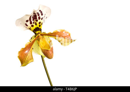 Giallo Lady pantofola (paphiopedilum) orchid, close-up isolati su sfondo bianco Foto Stock