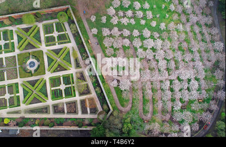 Una vista a volo di uccello del 326 Tai Haku (o grande Bianco Ciliegio) alberi in fiore nel giardino a Alnwick in Northumberland. Si è pensato per essere il più grande frutteto di alberi al di fuori del Giappone ed è in piena fioritura come le temperature sembrano salire pronto per il weekend di Pasqua. Foto Stock