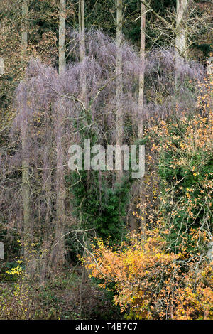 Bosco misto deciduo accanto al fiume Severn vicino Ironbridge in autunno colore. Foto Stock