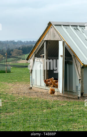 Pollo - Bird, Agriturismo, gallina, pollame, bestiame, agricoltura, alimentazione animale, pollaio, intervallo libero, organico, cibo, carne, vitalità, giovane Bird, a cupola Foto Stock