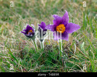 "Pasque flower pulsatilla vulgaris cresce su Chiltern Hills Bucks Foto Stock