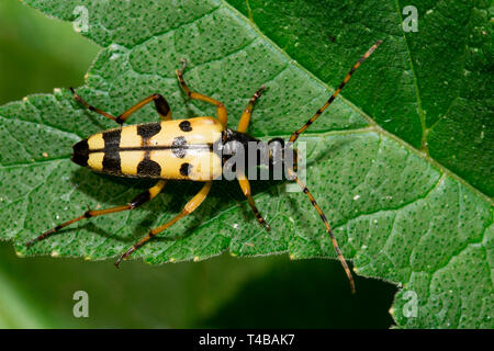 Avvistato longhorn (Rutpela maculata) Foto Stock