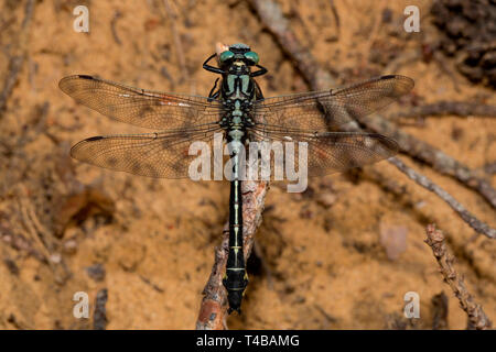 Comune, clubtail (Gomphus vulgatissimus) Foto Stock