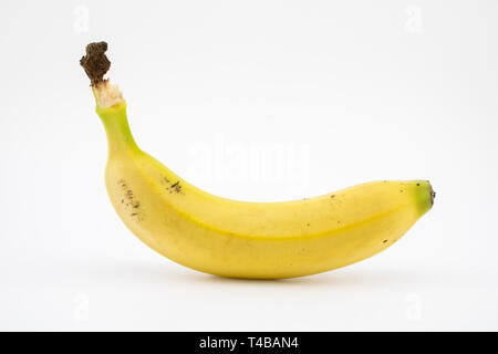 O di banane plantano isolati su sfondo bianco. Questa frutta tropicale ha nutrienti come potassio e magnesio. Foto Stock