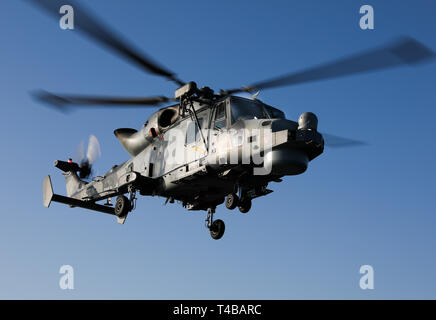 Royal Navy Wildcat HMA2 elicottero di 815 Naval Air Squadron che fornisce gli elicotteri (piccole navi voli) per fregate e cacciatorpediniere Foto Stock