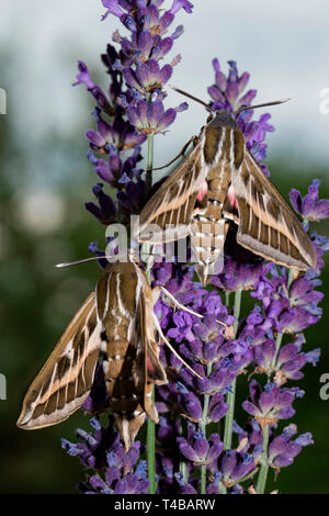 Striped hawk-moth, (Hyles livornica) Foto Stock