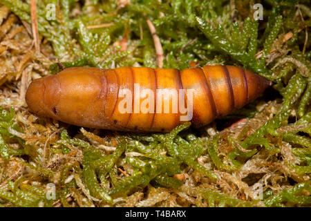 Striped hawk-moth, (Hyles livornica) Foto Stock