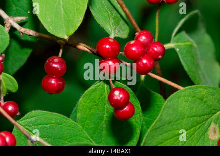 Fly caprifoglio, (Lonicera xylosteum) Foto Stock