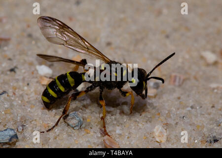 Sabbia Tailed Digger Wasp, (Cerceris arenaria) Foto Stock