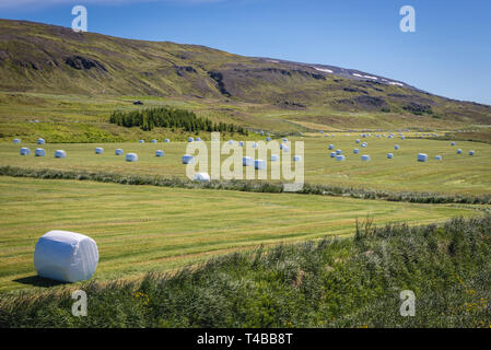 Avvolgere le balle di paglia su un campo lungo Grenivikurvegur road vicino al villaggio Svalbardseyri e Akureyri città in Islanda Foto Stock