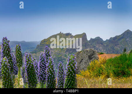 Echium candicans, Madeira-Natternkopf, Zentralgebirge, Madeira, Portogallo Foto Stock