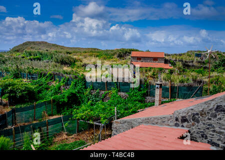 Faja Quebrada Nova, Achadas da Cruz, Madeira, Portogallo Foto Stock