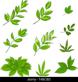 In estate il verde delle foglie di varie piante su uno sfondo bianco, vettore impostato Illustrazione Vettoriale