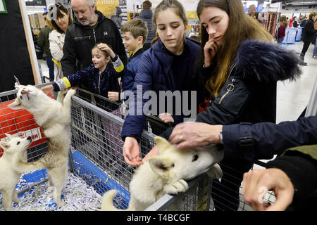 Cani e gatti Show - Parigi - Francia Foto Stock
