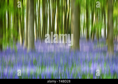 The Bluebell legno a Coton MAnor Gardens, Northamtonshire REGNO UNITO Foto Stock