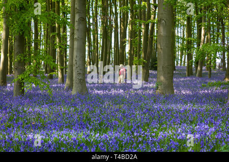 The Bluebell legno a Coton MAnor Gardens, Northamtonshire REGNO UNITO Foto Stock