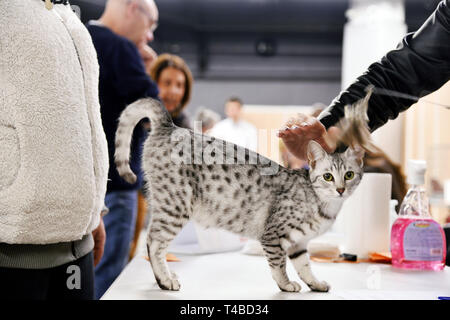 Cani e gatti Show - Parigi - Francia Foto Stock