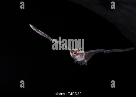 Wasserfledermaus, ueber Burggraben, Bustedt, Nordrhein-Westfalen, Deutschland Foto Stock