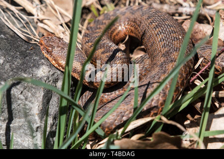 Kreuzotter, Nordrhein-Westfalen, Deutschland Foto Stock